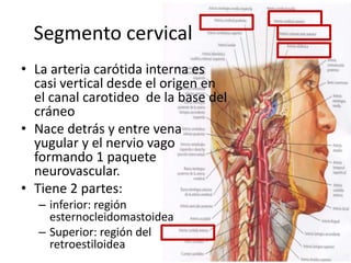 Segmento cervical
• La arteria carótida interna es
casi vertical desde el origen en
el canal carotideo de la base del
cráneo
• Nace detrás y entre vena
yugular y el nervio vago
formando 1 paquete
neurovascular.
• Tiene 2 partes:
– inferior: región
esternocleidomastoidea
– Superior: región del
retroestiloidea
 