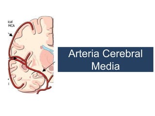 Arteria Cerebral
Media
 