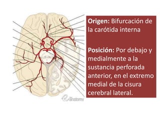 Origen: Bifurcación de
la carótida interna
Posición: Por debajo y
medialmente a la
sustancia perforada
anterior, en el extremo
medial de la cisura
cerebral lateral.
 