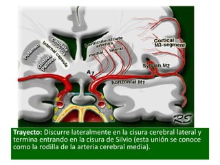 Trayecto: Discurre lateralmente en la cisura cerebral lateral y
termina entrando en la cisura de Silvio (esta unión se conoce
como la rodilla de la arteria cerebral media).
 