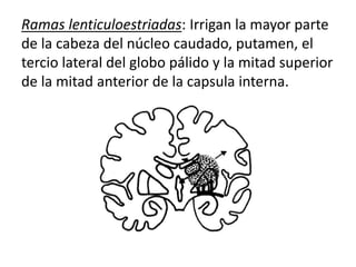 Ramas lenticuloestriadas: Irrigan la mayor parte
de la cabeza del núcleo caudado, putamen, el
tercio lateral del globo pálido y la mitad superior
de la mitad anterior de la capsula interna.
 