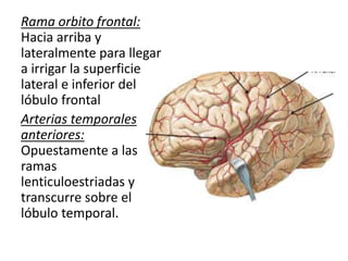 Rama orbito frontal:
Hacia arriba y
lateralmente para llegar
a irrigar la superficie
lateral e inferior del
lóbulo frontal
Arterias temporales
anteriores:
Opuestamente a las
ramas
lenticuloestriadas y
transcurre sobre el
lóbulo temporal.
 