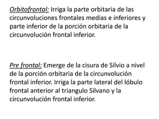 Orbitofrontal: Irriga la parte orbitaria de las
circunvoluciones frontales medias e inferiores y
parte inferior de la porción orbitaria de la
circunvolución frontal inferior.
Pre frontal: Emerge de la cisura de Silvio a nivel
de la porción orbitaria de la circunvolución
frontal inferior. Irriga la parte lateral del lóbulo
frontal anterior al triangulo Silvano y la
circunvolución frontal inferior.
 