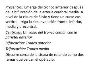 Precentral: Emerge del tronco anterior después
de la bifurcación de la arteria cerebral media. A
nivel de la cisura de Silvio y tiene un curso casi
vertical. Irriga la circunvolución frontal inferior,
media y precentral.
Centrales: Un vaso: del tronco común con la
parietal anterior
Bifurcación: Tronco anterior
Trifurcación: Tronco medio
Discurre cerca de la cisura de rolando como dos
ramas que cercan el opérculo.
 