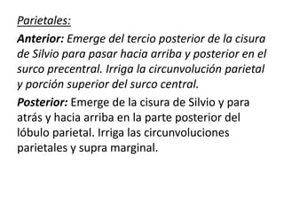 Parietales:
Anterior: Emerge del tercio posterior de la cisura
de Silvio para pasar hacia arriba y posterior en el
surco precentral. Irriga la circunvolución parietal
y porción superior del surco central.
Posterior: Emerge de la cisura de Silvio y para
atrás y hacia arriba en la parte posterior del
lóbulo parietal. Irriga las circunvoluciones
parietales y supra marginal.
 