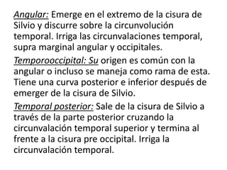 Angular: Emerge en el extremo de la cisura de
Silvio y discurre sobre la circunvolución
temporal. Irriga las circunvalaciones temporal,
supra marginal angular y occipitales.
Temporooccipital: Su origen es común con la
angular o incluso se maneja como rama de esta.
Tiene una curva posterior e inferior después de
emerger de la cisura de Silvio.
Temporal posterior: Sale de la cisura de Silvio a
través de la parte posterior cruzando la
circunvalación temporal superior y termina al
frente a la cisura pre occipital. Irriga la
circunvalación temporal.
 