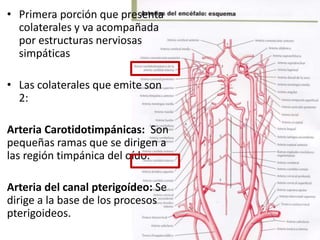 • Primera porción que presenta
colaterales y va acompañada
por estructuras nerviosas
simpáticas
• Las colaterales que emite son
2:
Arteria Carotidotimpánicas: Son
pequeñas ramas que se dirigen a
las región timpánica del oído.
Arteria del canal pterigoídeo: Se
dirige a la base de los procesos
pterigoideos.
 