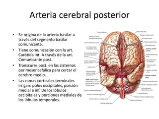 Arteria cerebral posterior
• Se origina de la arteria basilar a
través del segmento basilar
comunicante.
• Tiene comunicación con la art.
Carótida int. A través de la art.
Comunicante post.
• Transcurre post. en las cisternas
perimesencefalica para cercar el
cerebro medio.
• Las ramas corticales terminales
irrigan: polos occipitales, porción
medial e inf. De los lóbulos
occipitales y porciones mediales de
los lóbulos temporales.
 