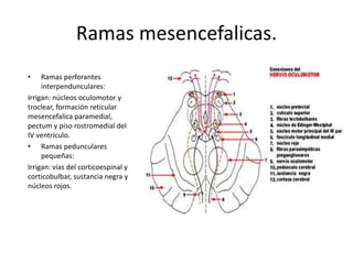 Ramas mesencefalicas.
• Ramas perforantes
interpendunculares:
Irrigan: núcleos oculomotor y
troclear, formación reticular
mesencefalica paramedial,
pectum y piso rostromedial del
IV ventrículo.
• Ramas pedunculares
pequeñas:
Irrigan: vías del corticoespinal y
corticobulbar, sustancia negra y
núcleos rojos.
 