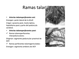 Ramas talamicas.
• Arterias talamoperforantes ant:
Emergen: parte lateral de la ACoP.
Irrigan: quiasma post, tracto óptico,
hipotálamo post y parte del pedúnculo
cerebral.
• Arterias talamoperforantes post:
 Ramas talamoperforantes
interpedunculares:
Originan: segmento peduncular proximal de
ACP.
 Ramas perforantes talamogeniculadas:
Emergen: segmento ambiens de ACP.
 