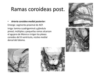 Ramas coroideas post.
• Arteria coroidea medial posterior:
Emerge: segmento proximal de ACP.
Irriga: lamina cuadrigeminal y glándula
pineal; múltiples y pequeñas ramas alcanzan
el agujero de Monro e irrigan los plexos
coroides del III ventrículo, núcleo medial
dorsal del tálamo.
 