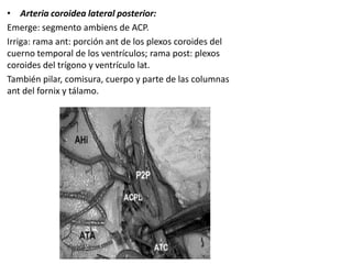 • Arteria coroidea lateral posterior:
Emerge: segmento ambiens de ACP.
Irriga: rama ant: porción ant de los plexos coroides del
cuerno temporal de los ventrículos; rama post: plexos
coroides del trígono y ventrículo lat.
También pilar, comisura, cuerpo y parte de las columnas
ant del fornix y tálamo.
 