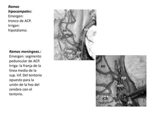 Ramas
hipocampales:
Emergen:
tronco de ACP.
Irrigan:
hipotálamo.
Ramas meníngeas.:
Emergen: segmento
peduncular de ACP.
Irriga: la franja de la
línea media de la
sup. Inf. Del tentorio
opuesto para la
unión de la hoz del
cerebro con el
tentorio.
 