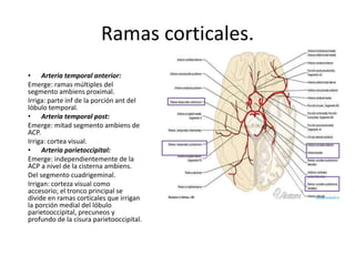Ramas corticales.
• Arteria temporal anterior:
Emerge: ramas múltiples del
segmento ambiens proximal.
Irriga: parte inf de la porción ant del
lóbulo temporal.
• Arteria temporal post:
Emerge: mitad segmento ambiens de
ACP.
Irriga: cortea visual.
• Arteria parietoccipital:
Emerge: independientemente de la
ACP a nivel de la cisterna ambiens.
Del segmento cuadrigeminal.
Irrigan: corteza visual como
accesorio; el tronco principal se
divide en ramas corticales que irrigan
la porción medial del lóbulo
parietooccipital, precuneos y
profundo de la cisura parietooccipital.
 