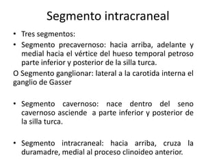 Segmento intracraneal
• Tres segmentos:
• Segmento precavernoso: hacia arriba, adelante y
medial hacia el vértice del hueso temporal petroso
parte inferior y posterior de la silla turca.
O Segmento ganglionar: lateral a la carotida interna el
ganglio de Gasser
• Segmento cavernoso: nace dentro del seno
cavernoso asciende a parte inferior y posterior de
la silla turca.
• Segmento intracraneal: hacia arriba, cruza la
duramadre, medial al proceso clinoideo anterior.
 
