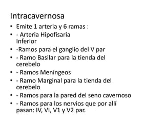 Intracavernosa
• Emite 1 arteria y 6 ramas :
• - Arteria Hipofisaria
Inferior
• -Ramos para el ganglio del V par
• - Ramo Basilar para la tienda del
cerebelo
• - Ramos Meníngeos
• - Ramo Marginal para la tienda del
cerebelo
• - Ramos para la pared del seno cavernoso
• - Ramos para los nervios que por allí
pasan: IV, VI, V1 y V2 par.
 