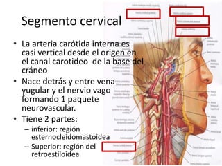 Arteria carótida interna: Anatomía, segmentos y ramas