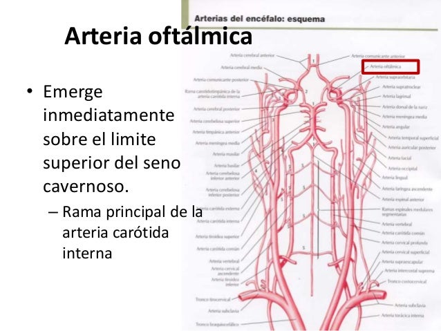 Carotida interna