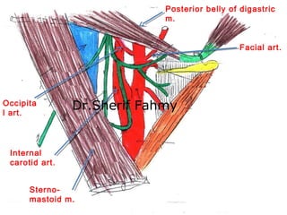 Posterior belly of digastric
m.
Sterno-
mastoid m.
Internal
carotid art.
Facial art.
Occipita
l art.
Dr.Sherif Fahmy
 