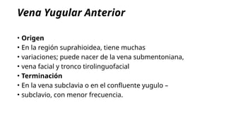 Anatomía y Vascularización de la Cabeza y Cuello: Arterias Carótidas y ...