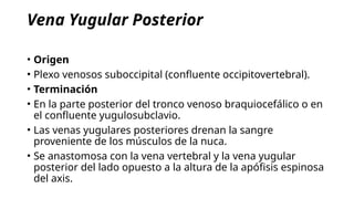 Anatomía y Vascularización de la Cabeza y Cuello: Arterias Carótidas y ...