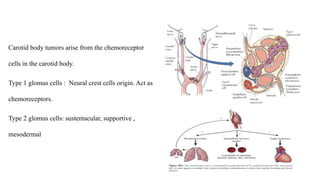 carotid body clinical meet monday August 2024 | PPTX