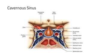 Cavernous Sinus
 