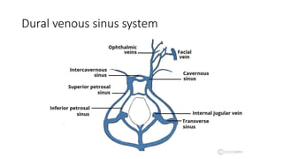 Dural venous sinus system
 