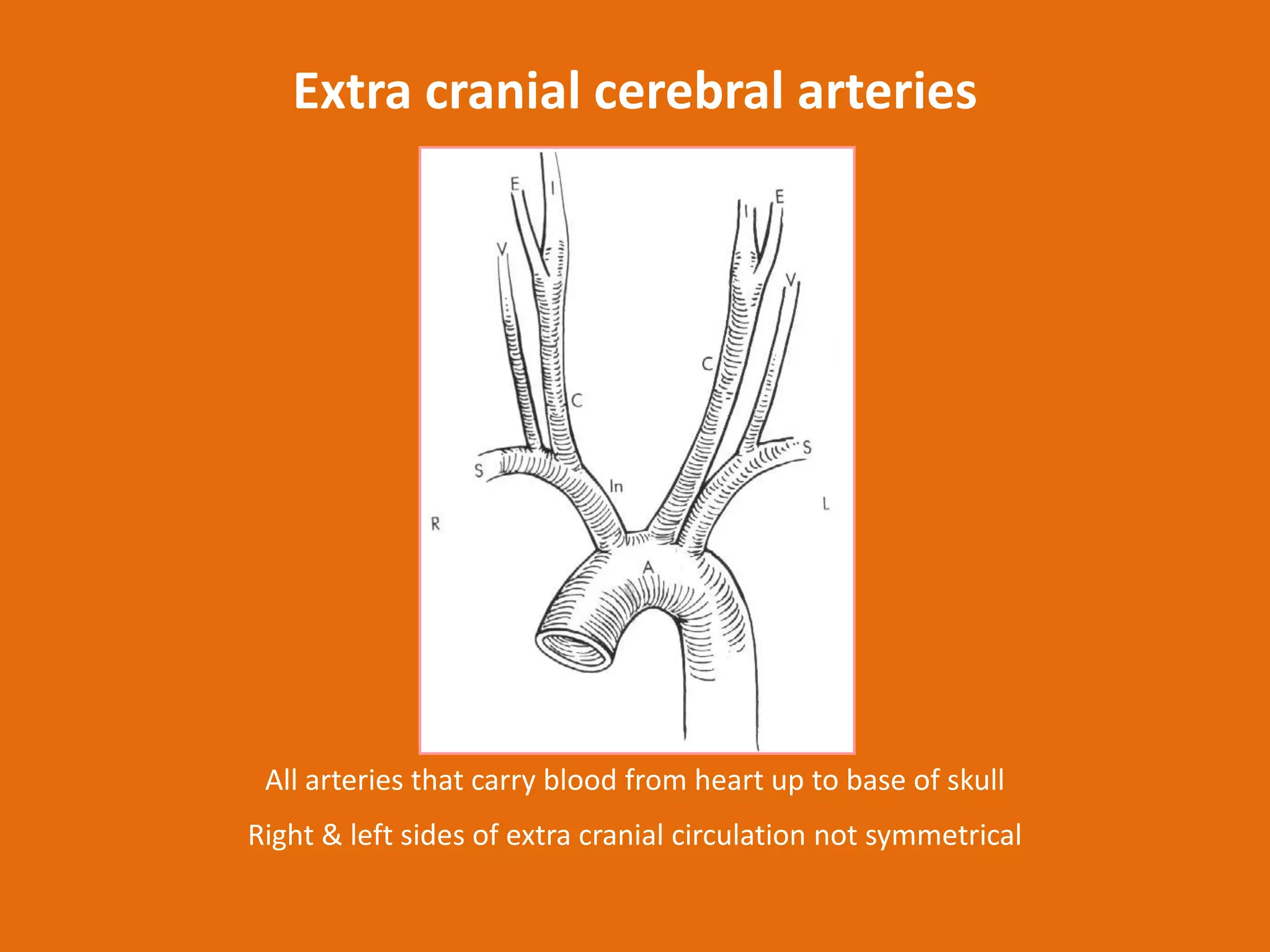 Extra cranial cerebral arteries

All arteries that carry blood from heart up to base of skull
Right & left sides of extra cranial circulation not symmetrical

 