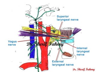 Vagus
nerve
Superior
laryngeal nerve
Internal
laryngeal
nerve
External
laryngeal nerve
Dr. Sherif Fahmy
Dr. Sherif Fahmy
 