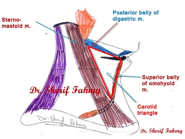 lingual artery