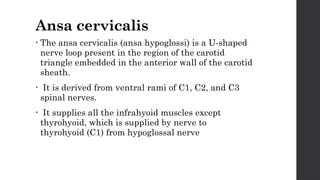 Comprehensive Anatomy and Clinical Significance of the Carotid Triangle ...