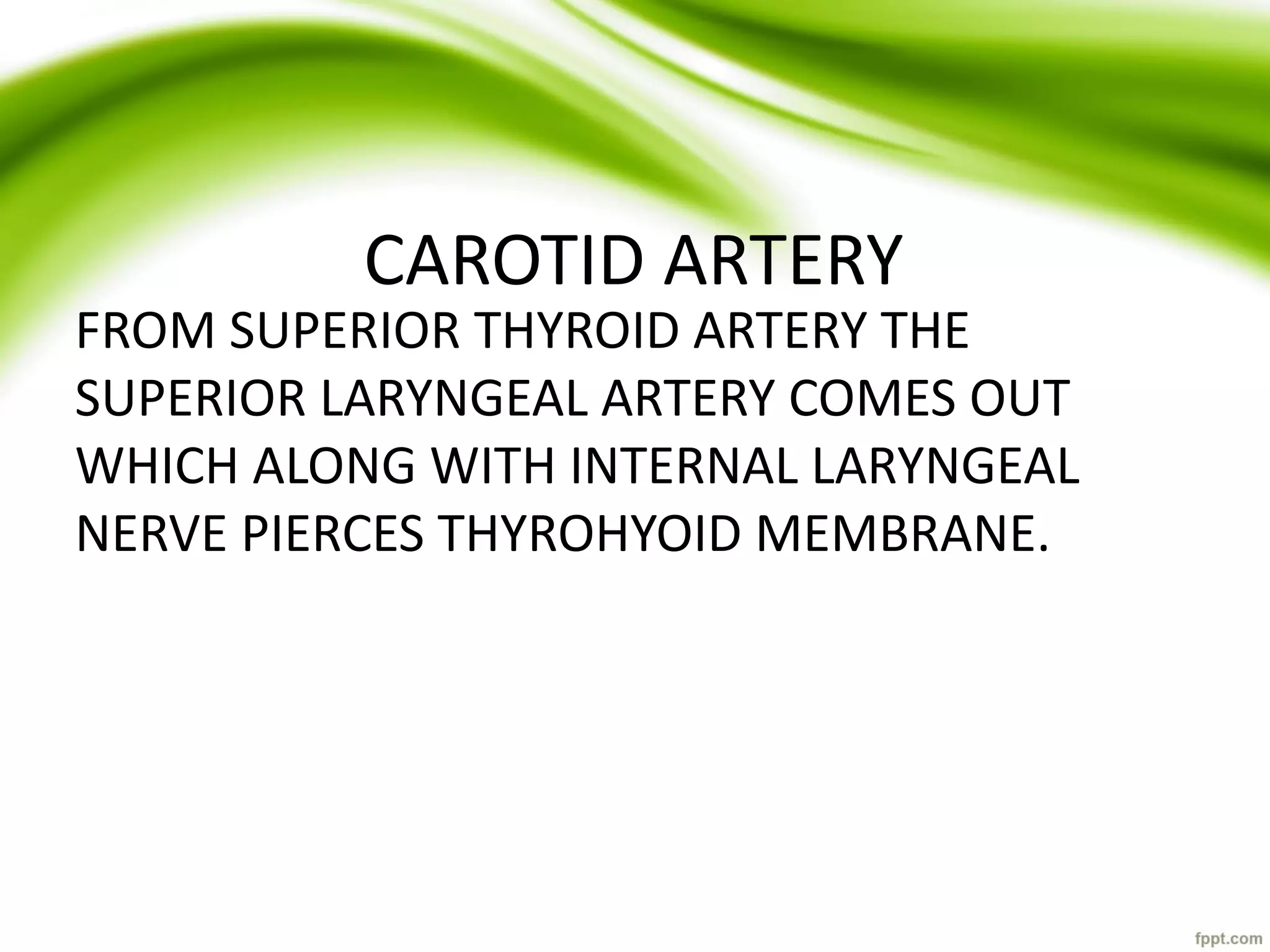 CAROTID ARTERY
FROM SUPERIOR THYROID ARTERY THE
SUPERIOR LARYNGEAL ARTERY COMES OUT
WHICH ALONG WITH INTERNAL LARYNGEAL
NERVE PIERCES THYROHYOID MEMBRANE.
 