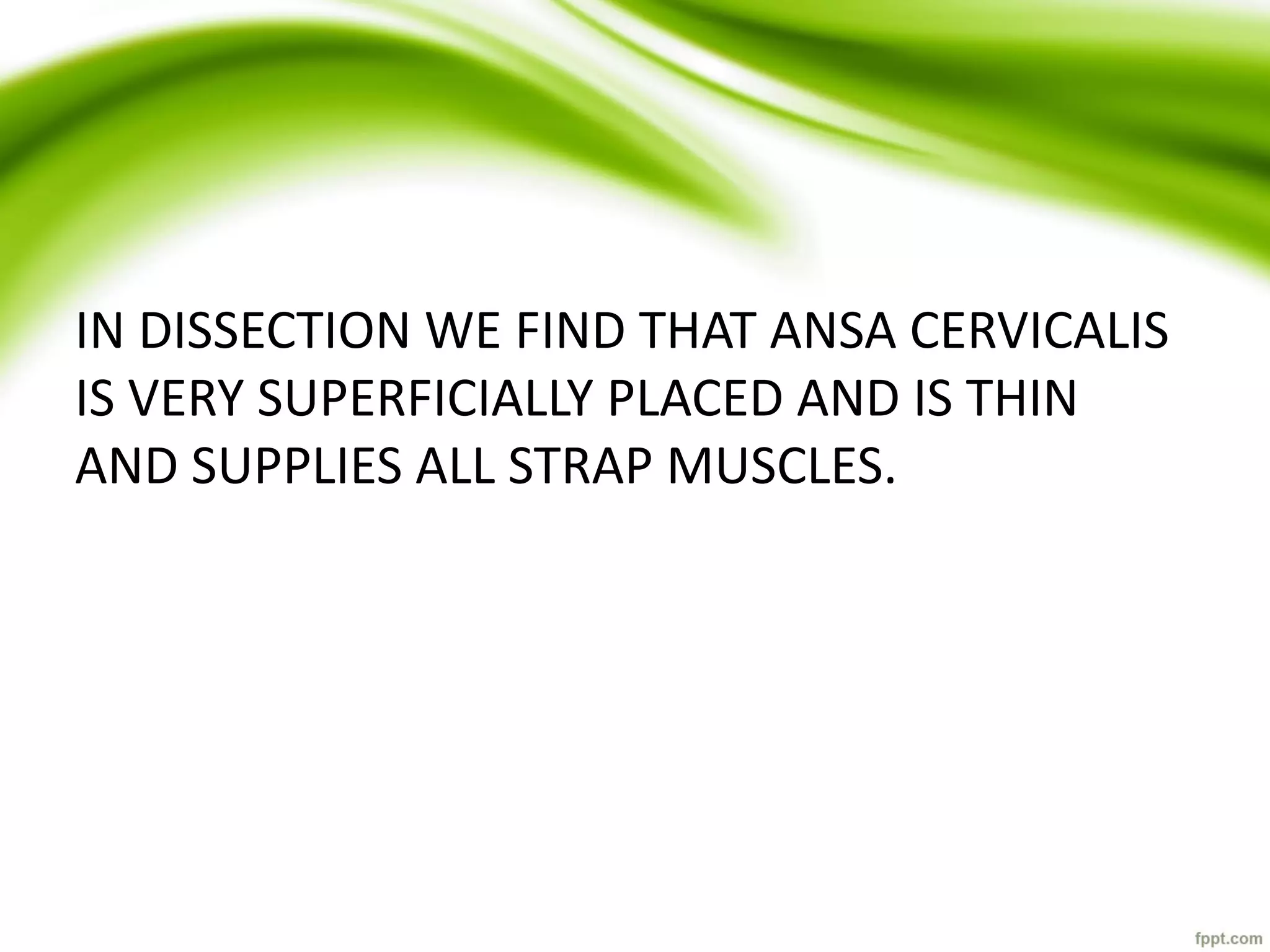 IN DISSECTION WE FIND THAT ANSA CERVICALIS
IS VERY SUPERFICIALLY PLACED AND IS THIN
AND SUPPLIES ALL STRAP MUSCLES.
 