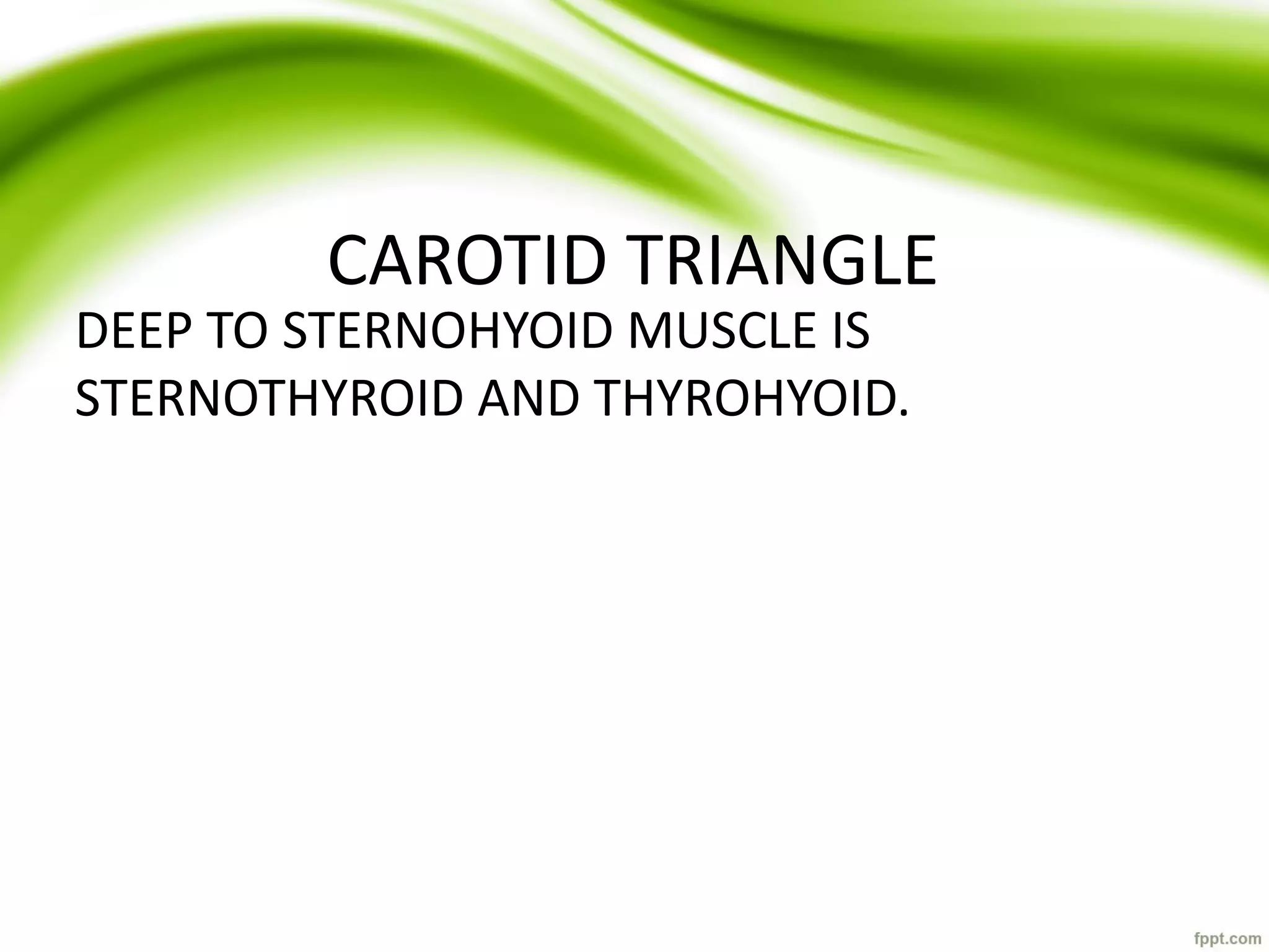 CAROTID TRIANGLE
DEEP TO STERNOHYOID MUSCLE IS
STERNOTHYROID AND THYROHYOID.
 