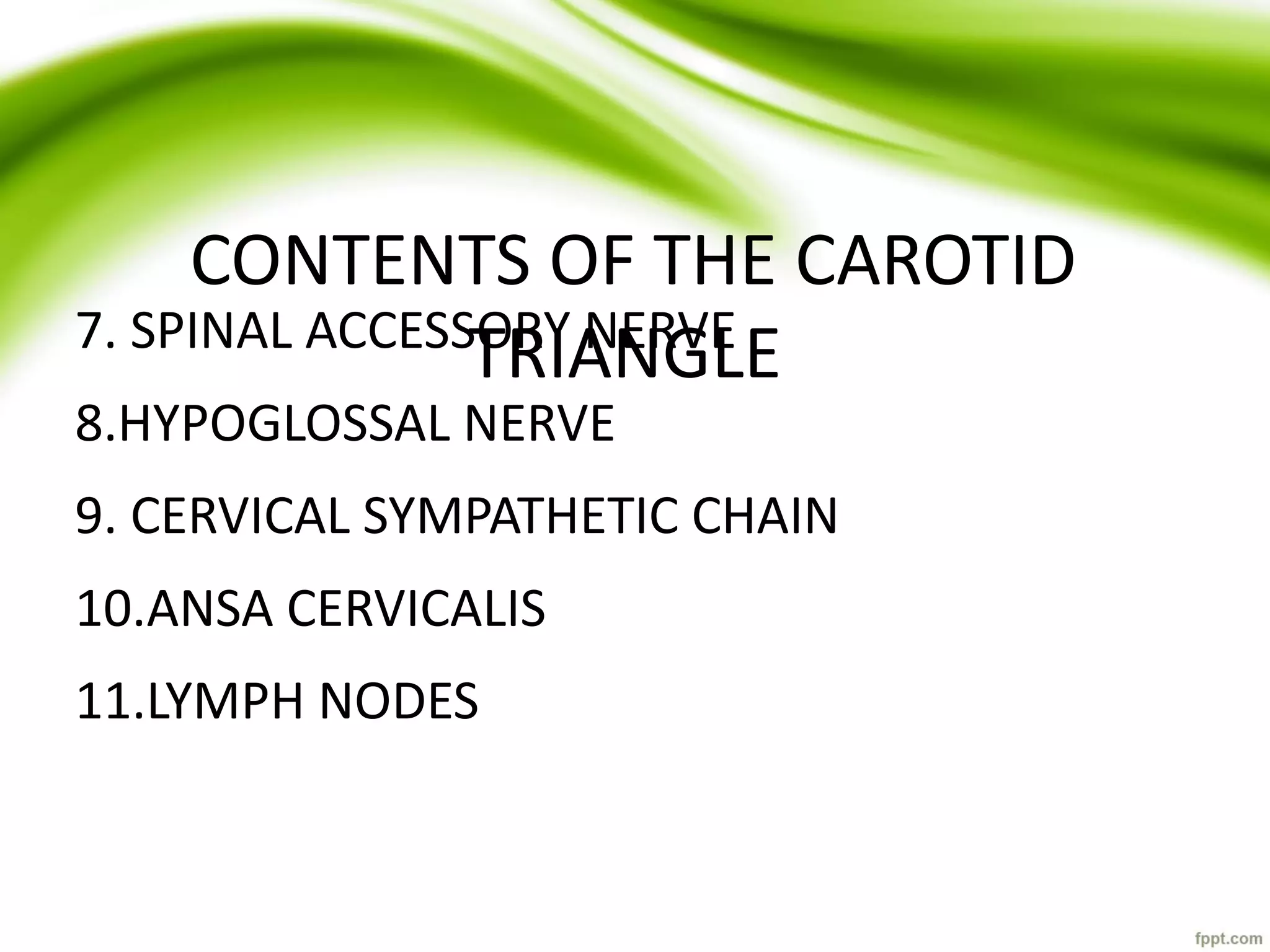 CONTENTS OF THE CAROTID
TRIANGLE
7. SPINAL ACCESSORY NERVE
8.HYPOGLOSSAL NERVE
9. CERVICAL SYMPATHETIC CHAIN
10.ANSA CERVICALIS
11.LYMPH NODES
 