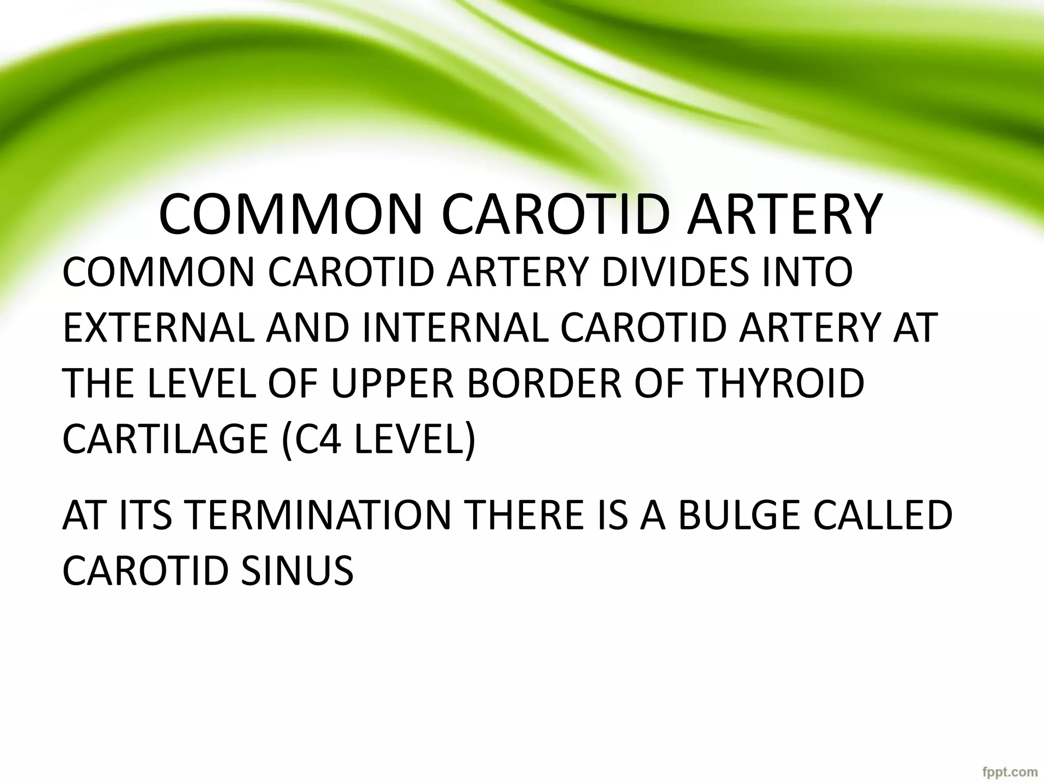 COMMON CAROTID ARTERY
COMMON CAROTID ARTERY DIVIDES INTO
EXTERNAL AND INTERNAL CAROTID ARTERY AT
THE LEVEL OF UPPER BORDER OF THYROID
CARTILAGE (C4 LEVEL)
AT ITS TERMINATION THERE IS A BULGE CALLED
CAROTID SINUS
 