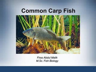 Common Carp Fish




    Firas Abdul Malik
    M.Sc. Fish Biology

                         1
 