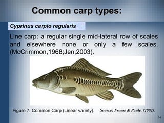Carp 2012 | PPT