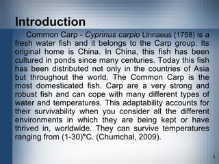 Carp 2012 | PPT