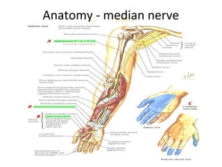 Anatomy - median nerve
 