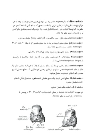The capitate:‫بنام‬ ‫که‬os magnum‫بوده‬ ‫دست‬ ‫مچ‬ ‫عظم‬ ‫بزرگترین‬ ‫شود‬ ‫می‬ ‫یاد‬ ‫نیز‬‫در‬ ‫که‬
،‫دارد‬ ‫قرار‬ ‫دست‬ ‫مچ‬ ‫مرکز‬‫دارایی‬ ‫علوی‬ ‫در‬‫قسمت‬ ‫یک‬‫در‬ ‫که‬ ‫یادشده‬ ‫راس‬ ‫نام‬ ‫به‬ ‫که‬ ‫مدور‬‫در‬
‫توسط‬ ‫که‬ ‫مقعریت‬scaphoid‫و‬lunate‫شده‬ ‫تشکیل‬‫دارد‬ ‫قرار‬‫گردن‬ ‫بنام‬ ‫متضیغ‬ ‫قسمت‬ ‫یک‬ ،
‫و‬.‫دارد‬ ‫قرار‬ ‫عظم‬ ‫جسم‬ ‫آن‬ ‫تحت‬ ‫در‬
Superior surface‫بوده‬ ‫لشم‬ ‫و‬ ‫مدور‬ ‫علوی‬ ‫سطح‬ :‫عظم‬ ‫با‬ ‫که‬lunate.‫شود‬ ‫می‬ ‫مفصل‬
surfaceInferior:‫مفصلی‬ ‫سطح‬ ‫سه‬ ‫به‬ ‫لبه‬ ‫دو‬ ‫توسط‬ ‫سفلی‬ ‫سطح‬‫عظام‬ ‫با‬ ‫که‬th
4andrd
3,nd
2
metacarpal‫مفصل‬‫تقسیم‬ ‫میشود‬‫است‬ ‫شده‬.
Dorsal surface‫متبارز‬ ‫و‬ ‫پهن‬ ‫خلفی‬ ‫سطح‬ :.‫لیگامنتی‬ ‫اتصاالت‬ ‫برای‬ ‫بوده‬
Volar surface:‫بوده‬ ‫متبارز‬ ‫و‬ ‫مدور‬ ،‫باریک‬ ‫قدامی‬ ‫سطح‬‫قسمتی‬ ‫و‬ ‫ها‬ ‫لیگامنت‬ ‫اتصال‬ ‫محل‬ ‫که‬
‫از‬abductor pollicis oblique‫می‬‫باشد‬.
Lateral surface‫سطح‬ :‫وحشی‬‫قرار‬ ‫عظم‬ ‫تحتانی‬ ‫زاویه‬ ‫در‬ ‫که‬ ‫کوچک‬ ‫مفصلی‬ ‫سطح‬ ‫یک‬ ‫توسط‬
‫دارد‬‫عظم‬ ‫با‬trapezoid‫مفصل‬‫میشود‬‫و‬ ‫لشم‬ ‫مفصلی‬ ‫سطح‬ ‫یک‬ ‫دارایی‬ ‫خود‬ ‫وحشی‬ ‫علوی‬ ‫در‬ ‫و‬
‫عظم‬ ‫با‬ ‫که‬ ‫محدب‬scaphoid.‫میشود‬ ‫مفصل‬
Medial surface:‫توسط‬ ‫انسی‬ ‫سطح‬‫یک‬‫شکل‬ ‫مستطیل‬ ‫و‬ ‫مقعر‬ ،‫لشم‬ ‫مفصلی‬ ‫سطح‬‫عظ‬ ‫با‬‫م‬
humate‫مفصل‬.‫میشود‬
Articulation::‫میشود‬ ‫مفصل‬ ‫عظم‬ ‫هفت‬ ‫با‬
‫با‬ ‫علوی‬ ‫در‬scaphoid‫و‬lunate،‫سفلی‬ ‫در‬metacarpalth
4andrd
3,nd
2‫با‬ ‫وحشی‬ ‫در‬
trapezoid‫عظم‬ ‫با‬ ‫انسی‬ ‫در‬ ‫و‬humate.
 
