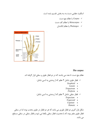 ‫تقسیم‬ ‫بخش‬ ‫سه‬ ‫به‬ ‫دست‬ ‫عظمی‬ ‫اسکلیت‬.‫است‬ ‫شده‬
Carpus‫یا‬‫دست‬ ‫مچ‬ ‫عظام‬
Metacarpus‫یا‬‫دست‬ ‫کف‬ ‫عظام‬
Phalanges‫یا‬‫انگشتان‬ ‫عظام‬
The carpus
‫دست‬ ‫مچ‬ ‫عظام‬۸.‫اند‬ ‫گرفته‬ ‫قرار‬ ‫سفلی‬ ‫و‬ ‫علوی‬ ‫قطار‬ ‫دو‬ ‫در‬ ‫که‬ ‫باشند‬ ‫می‬ ‫عدد‬
‫ع‬ ‫قطار‬‫شامل‬ ‫لوی‬۴‫ان‬ ‫به‬ ‫وحشی‬ ‫از‬ ‫که‬ ‫عظم‬:‫شامل‬ ‫سی‬
Scaphoid
Lunate
Triquetrum
Pisiform
‫شامل‬ ‫سفلی‬ ‫قطار‬۴:‫شامل‬ ‫انسی‬ ‫به‬ ‫وحشی‬ ‫از‬ ‫که‬ ‫عظم‬
Trapezium
Trapezoid
Capitate
Hamate
‫سفلی‬ ‫در‬ ‫اما‬ ‫بوده‬ ‫محدب‬ ‫علوی‬ ‫در‬ ‫قطار‬ ‫دو‬ ‫هر‬ ‫که‬ ‫باشد‬ ‫می‬ ‫طوری‬ ‫قطار‬ ‫دو‬ ‫گیری‬ ‫قرار‬ ‫شکل‬
‫مسطح‬ ‫سفلی‬ ‫در‬ ‫سفلی‬ ‫قطار‬ ‫و‬ ‫شود‬ ‫می‬ ‫یکجا‬ ‫سفلی‬ ‫قطار‬ ‫محدبیت‬ ‫با‬ ‫که‬ ‫بوده‬ ‫مقعر‬ ‫علوی‬ ‫قطار‬
‫می‬.‫باشد‬
 