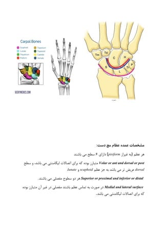 :‫دست‬ ‫مچ‬ ‫عظام‬ ‫عمده‬ ‫مشخصات‬
‫عظم‬ ‫هر‬)‫غیراز‬ ‫به‬(pisiform‫دارای‬۶‫باش‬ ‫می‬ ‫سطح‬‫ند‬
Volar or ant and dorsal or post‫سطح‬ ‫و‬ ،‫باشد‬ ‫می‬ ‫لیگامنتی‬ ‫اتصاالت‬ ‫برای‬ ‫که‬ ‫بوده‬ ‫متبارز‬
dorsal‫عظم‬ ‫جز‬ ‫به‬ ‫باشد‬ ‫می‬ ‫تر‬ ‫عریض‬scaphoid‫و‬lunate.
Superior or proximal and inferior or distal‫هر‬‫دو‬‫سطوح‬‫مفصلی‬‫می‬‫باشند‬.
Medial and lateral surface‫بوده‬ ‫متبارز‬ ‫آن‬ ‫غیر‬ ‫در‬ ‫مفصلی‬ ‫باشند‬ ‫عظم‬ ‫تماس‬ ‫به‬ ‫صورت‬ ‫در‬
‫باشد‬ ‫می‬ ‫لیگامنتی‬ ‫اتصاالت‬ ‫برای‬ ‫که‬.
 