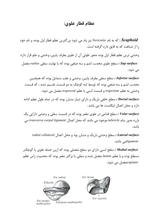 :‫علوی‬ ‫قطار‬ ‫عظام‬
: Scaphoid‫که‬‫نام‬ ‫به‬Navicular‫شود‬ ‫می‬ ‫یاد‬ ‫نیز‬‫خود‬ ‫نام‬ ‫و‬ ،‫بوده‬ ‫اول‬ ‫قطار‬ ‫عظم‬ ‫بزرگترین‬
‫است‬ ‫گرفته‬ ‫دارد‬ ‫قایق‬ ‫به‬ ‫که‬ ‫شباهت‬ ‫از‬ ‫را‬.
.‫دارد‬ ‫قرار‬ ‫جلو‬ ‫و‬ ‫وحشی‬ ،‫پایین‬ ‫بطرف‬ ‫علوی‬ ‫از‬ ‫آن‬ ‫طولی‬ ‫محور‬ ‫بوده‬ ‫اول‬ ‫قطار‬ ‫عظم‬ ‫ترین‬ ‫وحشی‬
: Sup surface‫سفلی‬ ‫نهایت‬ ‫با‬ ‫که‬ ‫بوده‬ ‫ضلعی‬ ‫سه‬ ‫و‬ ‫لشم‬ ،‫محدب‬ ‫علوی‬ ‫سطح‬radius‫مفصل‬
‫شود‬ ‫می‬.
: Inferior surface‫همچنین‬ ‫که‬ ‫بوده‬ ‫متمایل‬ ‫عقب‬ ‫و‬ ‫وحشی‬ ،‫پایین‬ ‫بطرف‬ ‫سفلی‬ ‫سطح‬
‫قسمت‬ ‫که‬ ، ‫شده‬ ‫تقسیم‬ ‫قسمت‬ ‫دو‬ ‫به‬ ‫کوچک‬ ‫لبه‬ ‫توسط‬ ‫که‬ ‫بوده‬ ‫ضلعی‬ ‫سه‬ ‫و‬ ‫لشم‬ ،‫محدب‬
‫عظم‬ ‫به‬ ‫وحشی‬trapezium‫عظم‬ ‫با‬ ‫انسی‬ ‫قسمت‬ ‫و‬trapezoid‫شود‬ ‫می‬ ‫مفصل‬.
: Dorsal surface‫متبا‬ ‫شیار‬ ‫دارای‬ ‫و‬ ‫باریک‬ ‫خلفی‬ ‫سطح‬‫ادامه‬ ‫عظم‬ ‫طول‬ ‫تمام‬ ‫در‬ ‫که‬ ‫بوده‬ ‫رز‬
‫می‬ ‫ها‬ ‫لیگامنت‬ ‫اتصال‬ ‫محل‬ ‫و‬ ‫دارد‬‫باشد‬.
: Volar surface‫یک‬ ‫دارایی‬ ‫وحشی‬ ‫و‬ ‫سفلی‬ ‫قسمت‬ ‫در‬ ‫که‬ ‫بوده‬ ‫مقعر‬ ‫علوی‬ ‫در‬ ‫قدامی‬ ‫سطح‬
‫مدور‬ ‫بارزه‬‫بنام‬tubercle‫اتصال‬ ‫محل‬ ‫که‬ ‫باشد‬ ‫می‬ ‫موجود‬transverse carpal ligament‫می‬
‫باشد‬.
: Lateral surface‫سطح‬‫اتصال‬ ‫محل‬ ‫و‬ ‫بود‬ ‫متبارز‬ ‫و‬ ‫باریک‬ ‫وحشی‬radial collateral
ligament‫باشد‬ ‫می‬.
: Medial surface‫کوچکتر‬ ‫یا‬ ‫علوی‬ ‫جمله‬ ‫ازین‬ ‫که‬ ‫بوده‬ ‫مفصلی‬ ‫سطح‬ ‫دو‬ ‫دارای‬ ‫انسی‬ ‫سطح‬
‫عظم‬ ‫با‬ ‫و‬ ‫بوده‬ ‫مسطح‬lunate‫عظم‬ ‫راس‬ ‫محدبیت‬ ‫که‬ ‫بوده‬ ‫مقعر‬ ‫بزگتر‬ ‫یا‬ ‫سفلی‬ ‫و‬ ‫شده‬ ‫مفصل‬
capitate‫شود‬ ‫می‬ ‫مفصل‬.
 