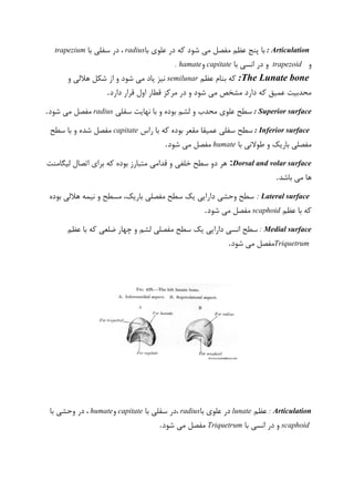 : Articulation‫با‬‫علو‬ ‫در‬ ‫که‬ ‫شود‬ ‫می‬ ‫مفصل‬ ‫عظم‬ ‫پنج‬‫با‬ ‫ی‬radius،‫با‬ ‫سفلی‬ ‫در‬trapezium
‫و‬trapezoid‫با‬ ‫انسی‬ ‫در‬ ‫و‬capitate‫و‬hamate.
The Lunate bone:‫عظم‬ ‫بنام‬ ‫که‬semilunar‫و‬ ‫هاللی‬ ‫شکل‬ ‫از‬ ‫و‬ ‫شود‬ ‫می‬ ‫یاد‬ ‫نیز‬
‫دارد‬ ‫قرار‬ ‫اول‬ ‫قطار‬ ‫مرکز‬ ‫در‬ ‫و‬ ‫شود‬ ‫می‬ ‫مشخص‬ ‫دارد‬ ‫که‬ ‫عمیق‬ ‫محدبیت‬.
: Superior surface‫سفلی‬ ‫نهایت‬ ‫با‬ ‫و‬ ‫بوده‬ ‫لشم‬ ‫و‬ ‫محدب‬ ‫علوی‬ ‫سطح‬radius‫شود‬ ‫می‬ ‫مفصل‬.
: Inferior surface‫راس‬ ‫با‬ ‫که‬ ‫بوده‬ ‫مقعر‬ ‫عمیقا‬ ‫سفلی‬ ‫سطح‬capitate‫سطح‬ ‫با‬ ‫و‬ ‫شده‬ ‫مفصل‬
‫با‬ ‫طوالنی‬ ‫و‬ ‫باریک‬ ‫مفصلی‬humate‫شود‬ ‫می‬ ‫مفصل‬.
Dorsal and volar surface:‫لیگامنت‬ ‫اتصال‬ ‫برای‬ ‫که‬ ‫بوده‬ ‫متبارز‬ ‫قدامی‬ ‫و‬ ‫خلفی‬ ‫سطح‬ ‫دو‬ ‫هر‬
‫باشد‬ ‫می‬ ‫ها‬.
: Lateral surface‫بوده‬ ‫هاللی‬ ‫نیمه‬ ‫و‬ ‫مسطح‬ ،‫باریک‬ ‫مفصلی‬ ‫سطح‬ ‫یک‬ ‫دارایی‬ ‫وحشی‬ ‫سطح‬
‫عظم‬ ‫با‬ ‫که‬scaphoid‫شود‬ ‫می‬ ‫مفصل‬.
: Medial surface‫یک‬ ‫دارایی‬ ‫انسی‬ ‫سطح‬‫عظم‬ ‫با‬ ‫که‬ ‫ضلعی‬ ‫چهار‬ ‫و‬ ‫لشم‬ ‫مفصلی‬ ‫سطح‬
Triquetrum‫شود‬ ‫می‬ ‫مفصل‬.
: Articulation‫عظم‬lunate‫با‬ ‫علوی‬ ‫در‬radius‫با‬ ‫سفلی‬ ‫،در‬capitate‫و‬humate،‫در‬‫وحشی‬‫با‬
scaphoid‫و‬‫در‬‫با‬ ‫انسی‬Triquetrum‫شود‬ ‫می‬ ‫مفصل‬.
 