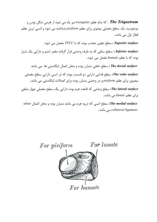 : The Triquetrum‫عظم‬ ‫بنام‬ ‫که‬triangular‫شود‬ ‫می‬ ‫یاد‬ ‫نیز‬‫بودن‬ ‫شکل‬ ‫هرمی‬ ‫از‬‫و‬
‫ب‬ ‫بیضوی‬ ‫مفصلی‬ ‫سطح‬ ‫یک‬ ‫موجودیت‬‫رای‬‫عظم‬pisiform‫عظم‬ ‫ترین‬ ‫انسی‬ ‫و‬ ‫شود‬ ‫می‬ ‫شناخته‬
‫باشد‬ ‫می‬ ‫اول‬ ‫قطار‬.
: Superior surface‫با‬ ‫که‬ ‫بوده‬ ‫محدب‬ ‫علوی‬ ‫سطح‬TFCC‫شود‬ ‫می‬ ‫مفصل‬.
: Inferior surface‫شیار‬ ‫یک‬ ‫دارایی‬ ‫و‬ ‫لشم‬ ،‫مقعر‬ ‫گرفته‬ ‫قرار‬ ‫وحشی‬ ‫طرف‬ ‫به‬ ‫که‬ ‫سفلی‬ ‫سطح‬
‫عظم‬ ‫با‬ ‫که‬ ‫بوده‬humate‫شود‬ ‫می‬ ‫مفصل‬.
: The dorsal surface‫باشد‬ ‫می‬ ‫ها‬ ‫لیگامنتی‬ ‫اتصال‬ ‫محل‬ ‫و‬ ‫بوده‬ ‫متبارز‬ ‫خلفی‬ ‫سطح‬.
:The volar surface‫مفصلی‬ ‫سطح‬ ‫دارایی‬ ‫انسی‬ ‫در‬ ‫که‬ ‫بوده‬ ‫قسمت‬ ‫دو‬ ‫دارایی‬ ‫قدامی‬ ‫سطح‬
‫عظم‬ ‫برای‬ ‫بیضوی‬pisiform‫لیگامنتی‬ ‫اتصاالت‬ ‫برای‬ ‫بوده‬ ‫متبارز‬ ‫وحشی‬ ‫در‬ ‫و‬‫باشد‬ ‫می‬.
:The lateral surface‫ضلعی‬ ‫چهار‬ ‫مفصلی‬ ‫سطح‬ ‫یک‬ ‫دارایی‬ ‫بوده‬ ‫هرم‬ ‫قاعده‬ ‫که‬ ‫وحشی‬ ‫سطح‬
‫عظم‬ ‫برای‬lunate‫باشد‬ ‫می‬.
:The medial surface‫اتصال‬ ‫محل‬ ‫و‬ ‫بوده‬ ‫متبارز‬ ‫باشد‬ ‫می‬ ‫هرم‬ ‫ذروه‬ ‫که‬ ‫انسی‬ ‫سطح‬ulnar
collateral ligament‫باشد‬ ‫می‬.
 