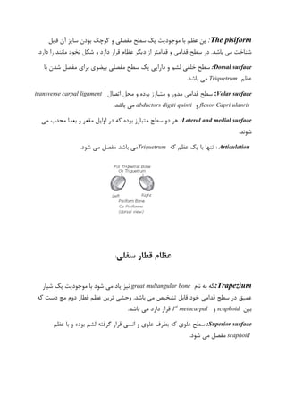 The pisiform:‫کوچک‬ ‫و‬ ‫مفصلی‬ ‫سطح‬ ‫یک‬ ‫موجودیت‬ ‫با‬ ‫عظم‬ ‫ین‬‫قابل‬ ‫آن‬ ‫سایز‬ ‫بودن‬
.‫باشد‬ ‫می‬ ‫شناخت‬‫عظام‬ ‫دیگر‬ ‫از‬ ‫قدامتر‬ ‫و‬ ‫قدامی‬ ‫سطح‬ ‫در‬‫شکل‬ ‫و‬ ‫دارد‬ ‫قرار‬.‫دارد‬ ‫را‬ ‫مانند‬ ‫نخود‬
:Dorsal surface‫مفصلی‬ ‫سطح‬ ‫یک‬ ‫دارایی‬ ‫و‬ ‫لشم‬ ‫خلفی‬ ‫سطح‬‫با‬ ‫شدن‬ ‫مفصل‬ ‫برای‬ ‫بیضوی‬
‫عظم‬Triquetrum.‫باشد‬ ‫می‬
:Volar surface‫قدام‬ ‫سطح‬‫اتصا‬ ‫محل‬ ‫و‬ ‫بوده‬ ‫متبارز‬ ‫و‬ ‫مدور‬ ‫ی‬‫ل‬transverse carpal ligament
flexor Capri ulanris‫و‬abductors digiti quinti.‫باشد‬ ‫می‬
:Lateral and medial surface‫می‬ ‫محدب‬ ‫بعدا‬ ‫و‬ ‫مقعر‬ ‫اوایل‬ ‫در‬ ‫که‬ ‫بوده‬ ‫متبارز‬ ‫سطح‬ ‫دو‬ ‫هر‬
.‫شوند‬
Articulation:‫که‬ ‫عظم‬ ‫یک‬ ‫با‬ ‫تنها‬Triquetrum.‫شود‬ ‫می‬ ‫مفصل‬ ‫باشد‬ ‫می‬
‫عظام‬‫قطار‬‫سفلی‬:
:Trapezium‫نام‬ ‫به‬ ‫که‬great multangular bone‫شیار‬ ‫یک‬ ‫موجودیت‬ ‫با‬ ‫شود‬ ‫می‬ ‫یاد‬ ‫نیز‬
.‫باشد‬ ‫می‬ ‫تشخیص‬ ‫قابل‬ ‫خود‬ ‫قدامی‬ ‫سطح‬ ‫در‬ ‫عمیق‬‫دوم‬ ‫قطار‬ ‫عظم‬ ‫ترین‬ ‫وحشی‬‫که‬ ‫دست‬ ‫مچ‬
‫بین‬scaphoid‫و‬metacarpalst
1.‫باشد‬ ‫می‬ ‫دارد‬ ‫قرار‬
:Superior surface‫بطرف‬ ‫که‬ ‫علوی‬ ‫سطح‬‫عظم‬ ‫با‬ ‫و‬ ‫بوده‬ ‫لشم‬ ‫گرفته‬ ‫قرار‬ ‫انسی‬ ‫و‬ ‫علوی‬
scaphoid.‫شود‬ ‫می‬ ‫مفصل‬
 
