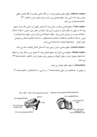 :Inferior surface‫جانبی‬ ‫نگاه‬ ‫از‬ ‫در‬ ‫بوده‬ ‫بیضوی‬ ‫سفلی‬ ‫سطح‬‫خلفی‬ ‫قدامی‬ ‫نگاه‬ ‫از‬ ‫و‬ ‫مقعر‬
‫بوده‬ ‫محدب‬‫شدن‬ ‫مفصل‬ ‫برای‬ ‫مانند‬ ‫زین‬ ‫مفصلی‬ ‫سطح‬ ‫یک‬ ‫دارایی‬ ‫که‬‫قاعده‬ ‫با‬st1
metacarpal.‫باشد‬ ‫می‬ ‫دارد‬
Volar surface:‫بوده‬ ‫متبارز‬ ‫و‬ ‫باریک‬ ‫قدامی‬ ‫سطح‬‫عمیق‬ ‫شیار‬ ‫یک‬ ‫دارایی‬ ‫آن‬ ‫علوی‬ ‫بخش‬ ‫که‬
‫بوده‬‫عبور‬ ‫محل‬ ‫و‬ ‫گرفته‬ ‫قرار‬ ‫انسی‬ ‫و‬ ‫پایین‬ ‫به‬ ‫مایل‬ ‫شکل‬ ‫به‬ ‫علوی‬ ‫از‬ ‫که‬‫تاندون‬flexor Capri
radialis‫یک‬ ‫دارایی‬ ‫وحشی‬ ‫در‬ ‫و‬ ‫بوده‬oblique ridge‫سطح‬ ‫این‬ ‫و‬ ‫باشد‬ ‫می‬‫از‬ ‫عضالت‬ ‫منشا‬
‫قبیل‬Opponens pollicis, abductor pollicis brevis‫و‬flexor pollicis brevis‫همچنان‬ ‫و‬
‫اتصال‬ ‫محل‬transverse carpal ligament.‫باشد‬ ‫می‬
:Lateral surface‫وحشی‬ ‫سطح‬.‫باشد‬ ‫می‬ ‫ها‬ ‫لیگامنت‬ ‫اتصال‬ ‫محل‬ ‫که‬ ‫بوده‬ ‫پهن‬ ‫و‬ ‫متبارز‬
:Medial surface‫علوی‬ ‫که‬ ‫بوده‬ ‫مفصلی‬ ‫سطح‬ ‫دو‬ ‫دارای‬ ‫انسی‬ ‫سطح‬‫عظم‬ ‫با‬ ‫و‬ ‫بوده‬ ‫مقعر‬ ‫و‬ ‫بزن‬
trapezoid‫سفلی‬ ‫و‬ ‫شده‬ ‫مفصل‬‫با‬ ‫شدن‬ ‫مفصل‬ ‫برای‬ ‫بیضوی‬ ‫و‬ ‫کوچک‬‫قاعده‬metacarpalnd2
.‫باشد‬ ‫می‬
:Articulation‫شود‬ ‫می‬ ‫مفصل‬ ‫عظم‬ ‫چهار‬ ‫با‬.
‫با‬ ‫علوی‬ ‫در‬scaphoid‫سفلی‬ ‫در‬metacarpalst
1‫در‬‫با‬ ‫انسی‬trapezoid‫و‬metacarpalnd
2.
 