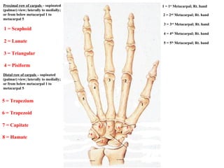5 1 2 3 4 1 = 1 st  Metacarpal; Rt. hand 2 = 2 nd  Metacarpal; Rt. hand 3 = 3 rd  Metacarpal; Rt. hand 5 = 5 th  Metacarpal; Rt. hand 4 = 4 th  Metacarpal; Rt. hand 4 3 2 1 5 6 7 8 5 = Trapezium 6 = Trapezoid 7 = Capitate 8 = Hamate Proximal row of carpals  – supinated (palmar) view; laterally to medially; or from below metacarpal 1 to metacarpal 5 Distal row of carpals  – supinated (palmar) view; laterally to medially; or from below metacarpal 1 to metacarpal 5 1 = Scaphoid 3 = Triangular 2 = Lunate 4 = Pisiform 